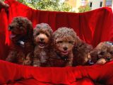 Toy Poodle Dişi Erkek Yavrumuz