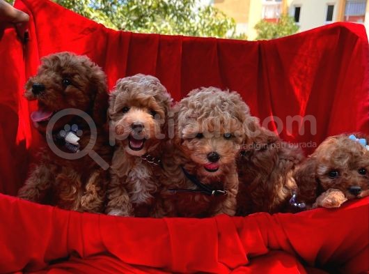 Toy Poodle Dişi Erkek Yavrumuz görsel