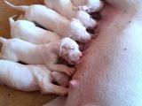 A Kalite Dogo Argentino  Yavrularimiz
