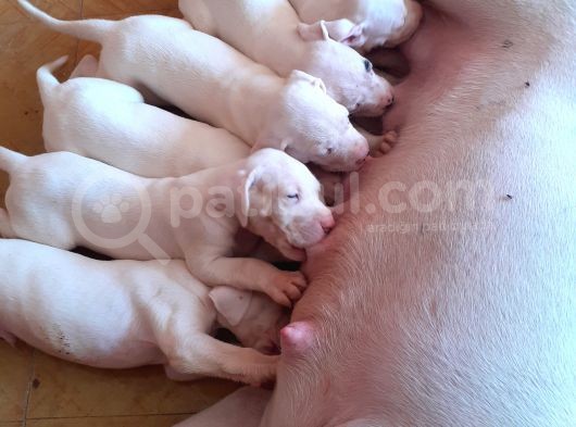 A Kalite Dogo Argentino  Yavrularimiz görsel