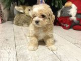 Maltipoo Ufacık Boyut Yavrular