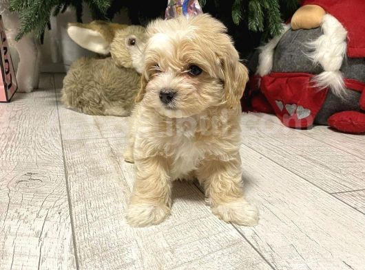 Maltipoo Ufacık Boyut Yavrular görsel