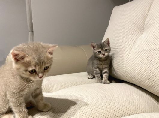 2 Adet Kardeş Dişi 2 Aylık British görsel
