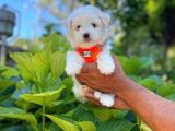 Prenses Kızımız Maltese Terrier