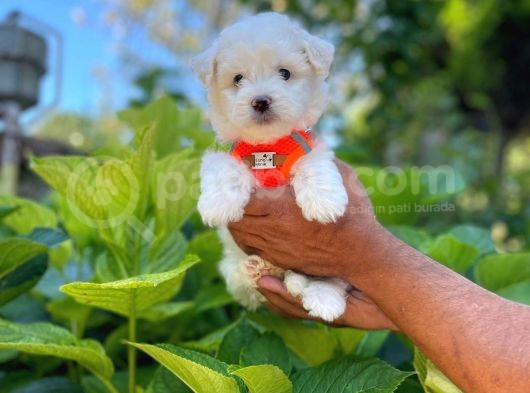 Prenses Kızımız Maltese Terrier görsel