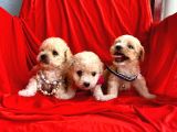Maltipoo Mix Irk Yavrular