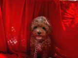 Red -Apricot Toy Poodle Yavrular