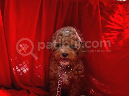 Red -Apricot Toy Poodle Yavrular görsel
