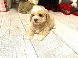 Maltipoo Ufacık Boyut Yavrular