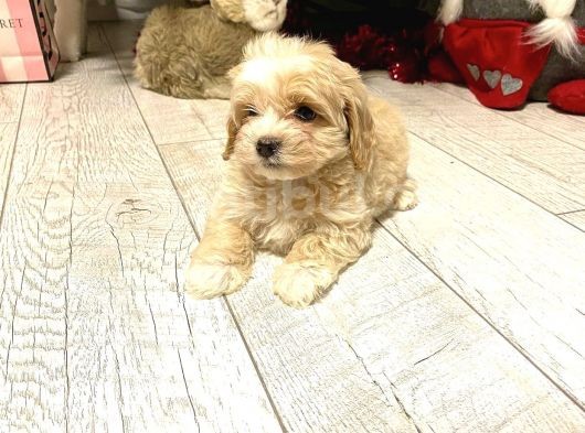 Maltipoo Ufacık Boyut Yavrular görsel