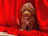 Red -Apricot Toy Poodle Yavrular