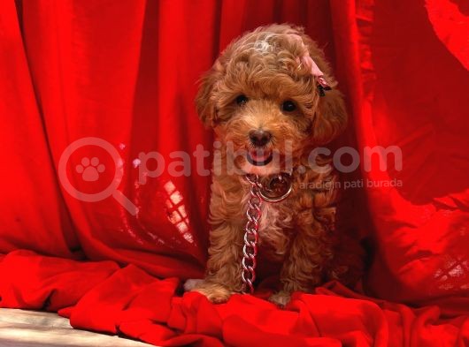 Red -Apricot Toy Poodle Yavrular görsel