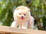 Ayıcık Surat Boo Pomeranian Yavrular