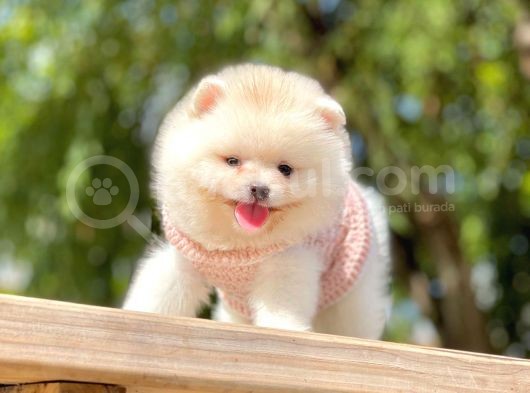 Ayıcık Surat Boo Pomeranian Yavrular görsel