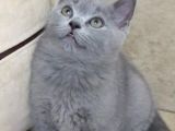 Kedi