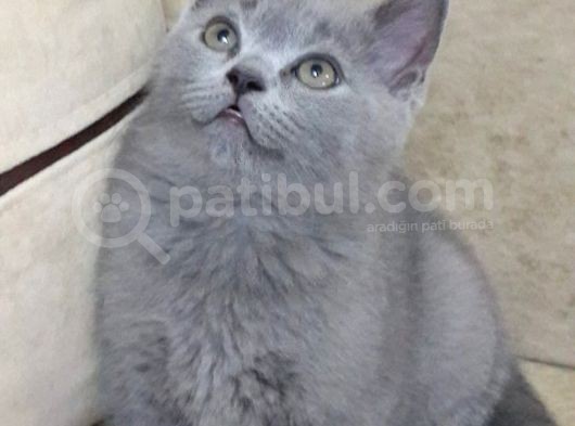 Kedi