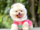 Teddy Ayıcık Sevimli Boo Pomeranian