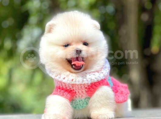 Teddy Ayıcık Sevimli Boo Pomeranian görsel