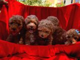 Toy Poodle Dişi Erkek Yavrumuz