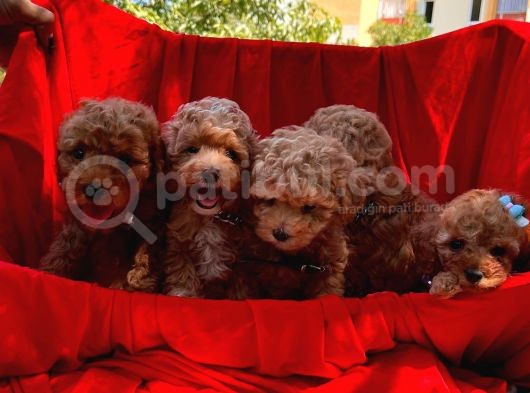 Toy Poodle Dişi Erkek Yavrumuz