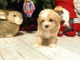 Maltipoo Ufacık Boyut Yavrular