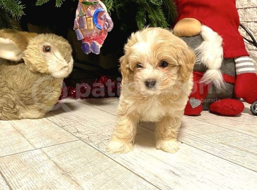 Maltipoo Ufacık Boyut Yavrular görsel