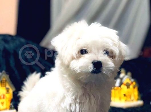 Efsane Maltese Terri̇er görsel