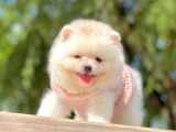 Ayıcık Surat Boo Pomeranian Yavrular