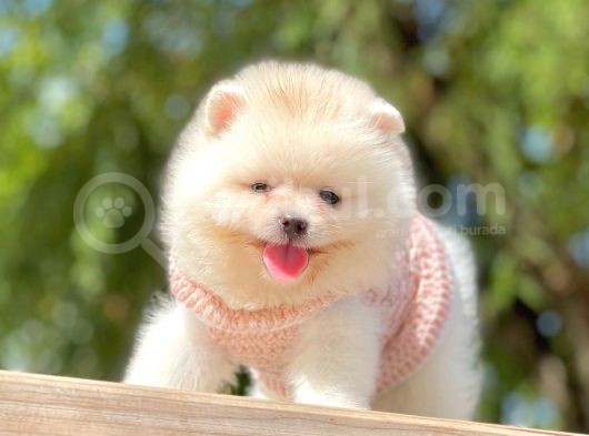 Ayıcık Surat Boo Pomeranian Yavrular