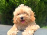 Irkinin En İyi̇si̇ Safkan Malti̇poo Ki̇zi̇mi̇z