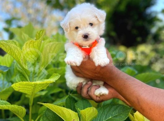 Prenses Kızımız Maltese Terrier görsel