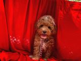 Red -Apricot Toy Poodle Yavrular