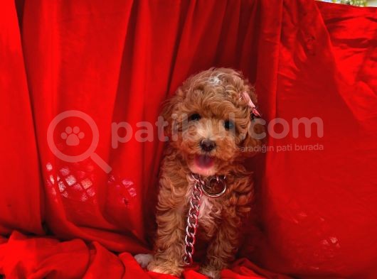 Red -Apricot Toy Poodle Yavrular görsel