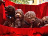 Toy Poodle Dişi Erkek Yavrumuz