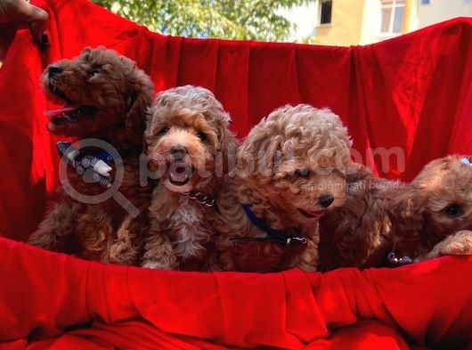 Toy Poodle Dişi Erkek Yavrumuz görsel
