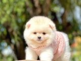 Ayıcık Surat Boo Pomeranian Yavrular