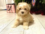 Maltipoo Ufacık Boyut Yavrular