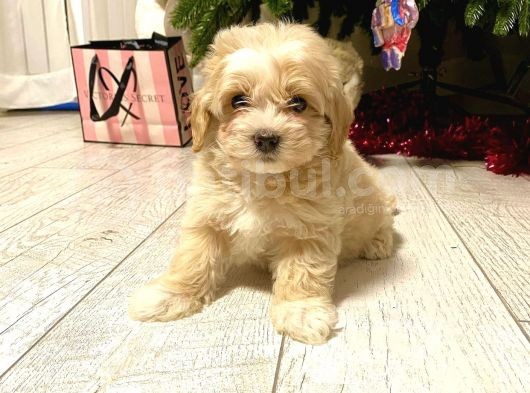 Maltipoo Ufacık Boyut Yavrular