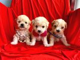 Maltipoo Mix Irk Yavrular