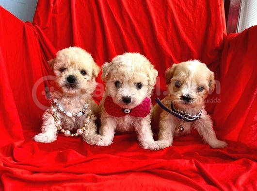 Maltipoo Mix Irk Yavrular