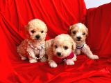 Maltipoo Mix Irk Yavrular