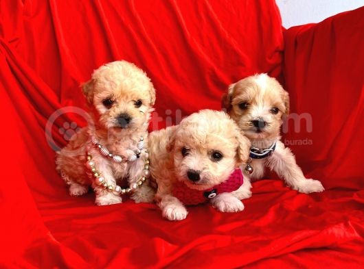 Maltipoo Mix Irk Yavrular görsel