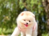 Ayıcık Surat Boo Pomeranian Yavrular