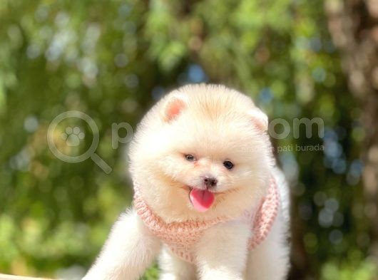 Ayıcık Surat Boo Pomeranian Yavrular görsel