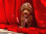 Red -Apricot Toy Poodle Yavrular