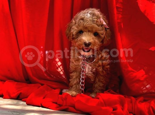 Red -Apricot Toy Poodle Yavrular