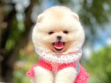 Teddy Ayıcık Sevimli Boo Pomeranian