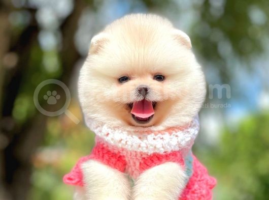 Teddy Ayıcık Sevimli Boo Pomeranian