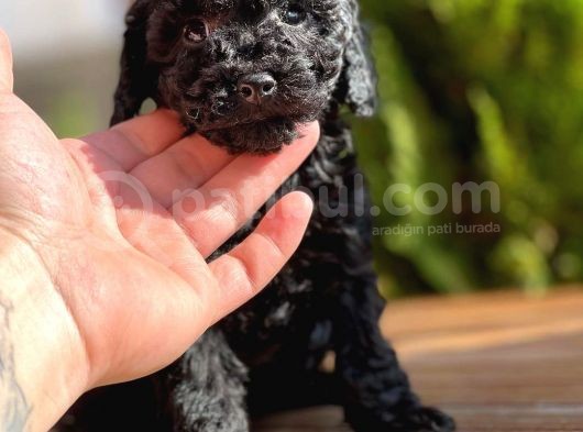 Toy Poodle Yavrular görsel