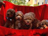Toy Poodle Dişi Erkek Yavrumuz